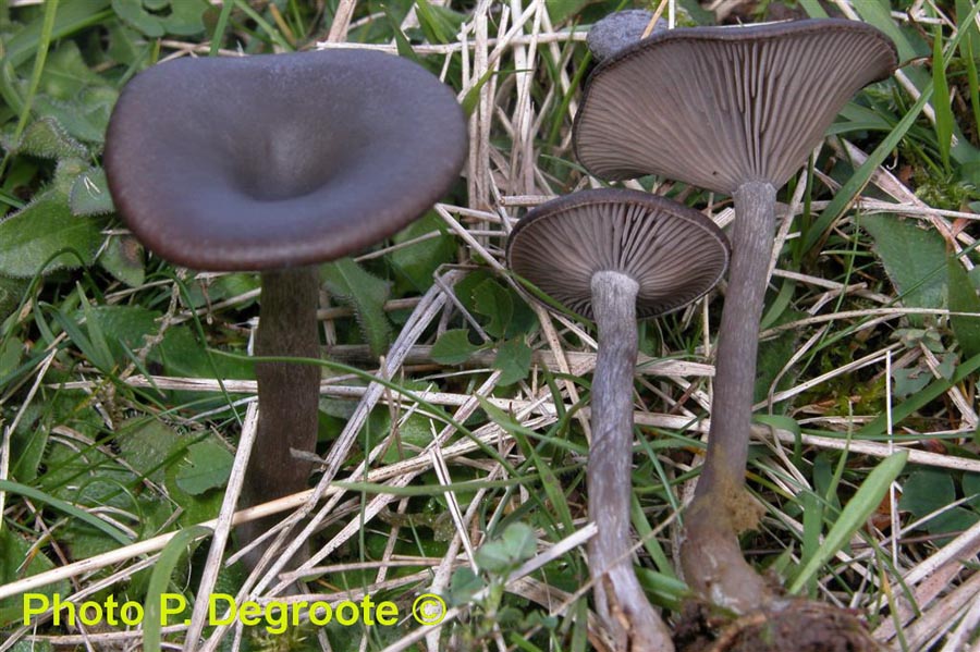 Pseudoclytocybe obbata